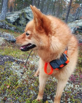 Tuolla jossain se metso on... #suomenpystykorva #finnishspitz #metsästys #hunting #lappi #lapland #garmin #ukkometso #savukoski #tulppio