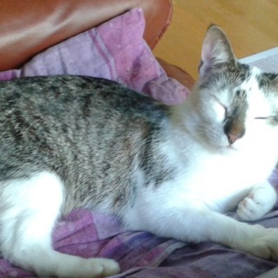 #cat #pet #lemmikki #kissa #nukkuu