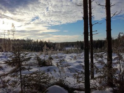 Tänään oli hyvä keli ulkoilla koiran kanssa. #nature #suomenpystykorva #korpi #aurinko