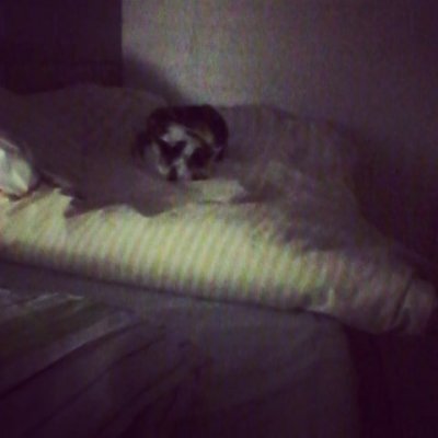 #cat #kissa #lemmikki #pet #sänky #nukkuu #sleeping