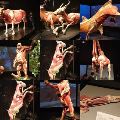 #heureka#animalbodyworlds
Käytiin Heurekassa 😀
Kommil voi päästä osakas näyttelyy😂