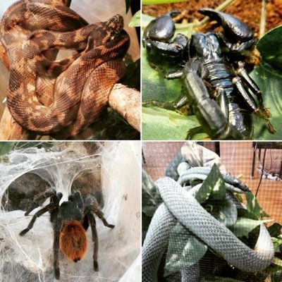 #matelijanäyttely #skorpion #snake #spider