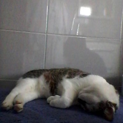 #nukkuu #kylpyhuone #penkki #lemmikki #kissa #cat