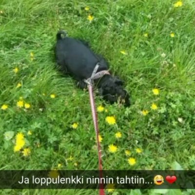 After a run ❤😂 #cute #dog #miniatureschnauzer #finland