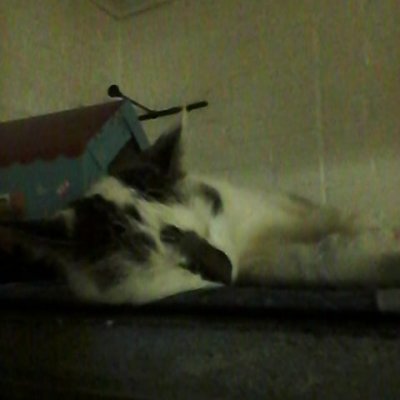 #cat #pet #lemmikki #kissa #leivinuuni #lämmin