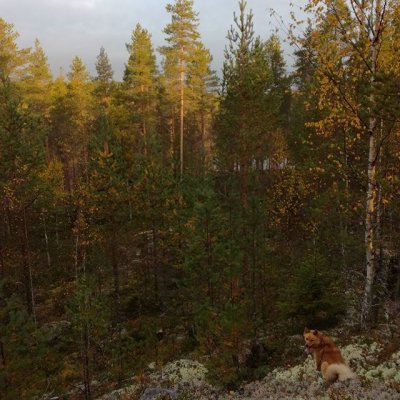 #kanalinnustus2016 #suomenpystykorva #hunting #finnishspitz #ukkometso