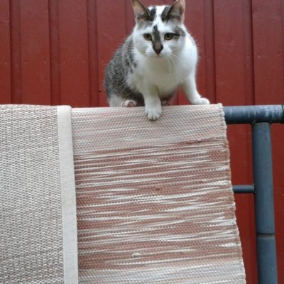 #cat #pet #kissa #lemmikki