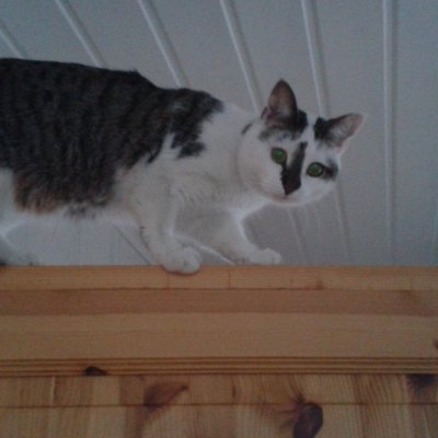 #kissa #cat #lemmikki #ovenpäällä #korkealla #topofthedoor