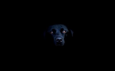 Varoituksena kaikille, että pimeässä liikkuu koiria jotka uhkaavat väkivallalla. Kuvan Juhana-koira ei ole ainoa lajissaan, mutta tyyppiesimerkki uhkailevasta yksilöstä.