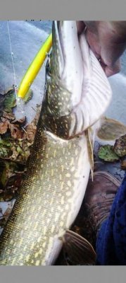  6.7kg hauki immalasta myöhään syksyllä tuli ihan kaislikon laidasta siin on heti syvänne Mi siit tullu ennenkin 3-4kg kaloja. Uistimena toimi 18cm tai 21cm en oo varma koosta rämisevä Bomber Vaappu.