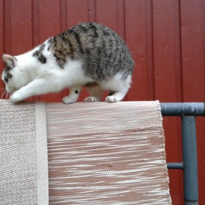 #kissa #lemmikki #cat
