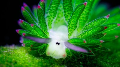 _Timppa kuvassa :D Miu  Mau  -  (leaf sheep sea slug) 