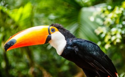 whats up?  - ( kuvassa toucan lintu ) 