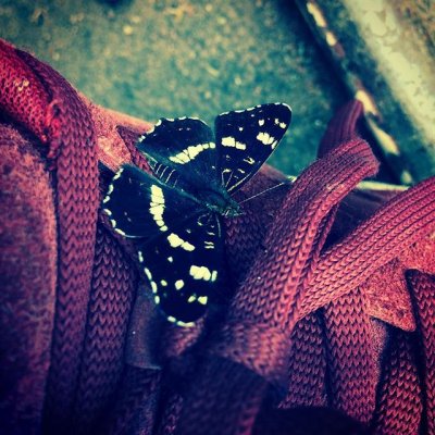 #butterfly