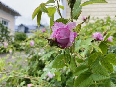 Legit tuleeks nää kuvat sillee mageesti vai jonnekki hevon perseesee:D