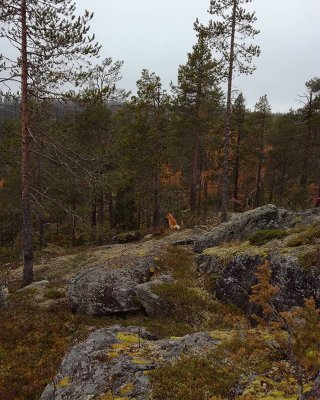 Viikko meni nopeasti ja linnut loisti poissa olollaan mutta mukavaa oli. #lappi #lapland #hunting #metsästys #tulppio #finnishspitz #suomenpystykorva