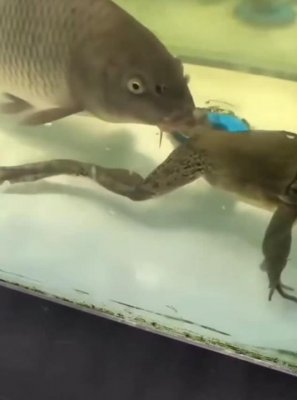  Suck it B*itch ~ Froggo