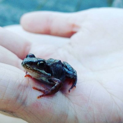 #wild #frog #small #hands