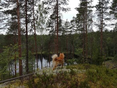 #metsästys #suomenpystykorva #finnishspitz #luonto #nature #suomenkansalliskoira
