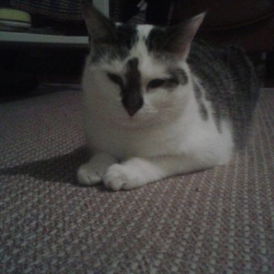 #cat #kissa #lemmikki