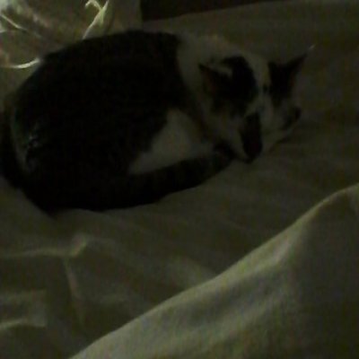#kissa #cat #lemmikki #pet #nukkuu #sänky #bed #peitto  Kissani nukkuu samassa sängyssä kanssani :)