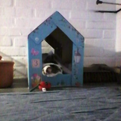 #oma #talo #kissa #lemmikki #nukkuu #leivinuuni #pet #cat