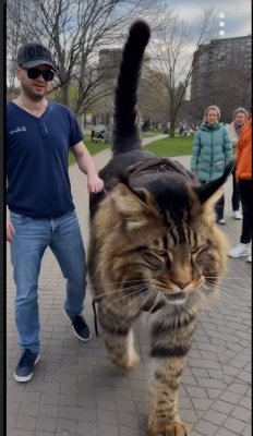 Cidra- ”sullehan sanottiin jo, että ai-kuva”