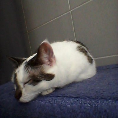 #kissa #cat #lemmikki #kylpyhuone #penkki
